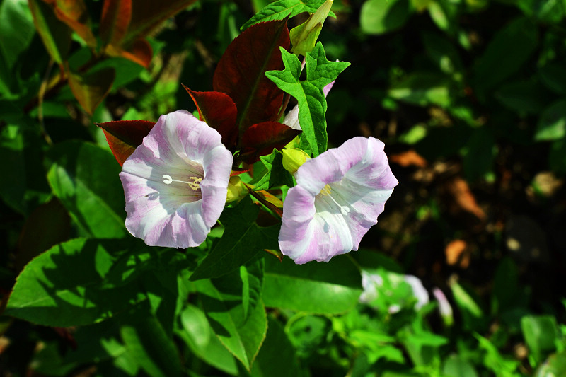 DSC_0673.jpg