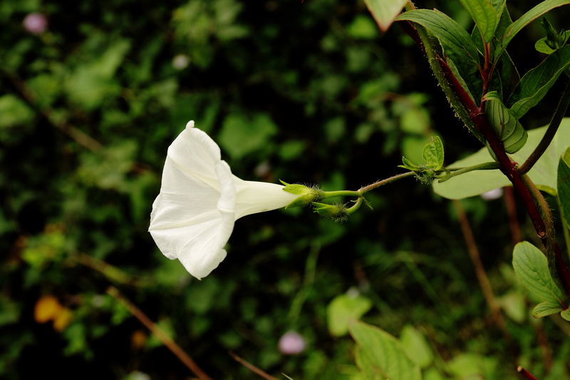 IMG_0198缩.jpg