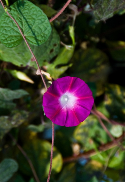 DSC_1336a.jpg