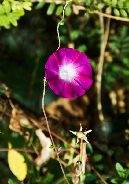 DSC_1342a.jpg