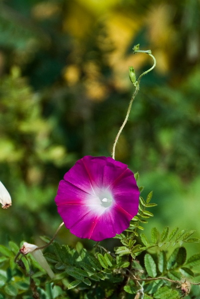 DSC_1343a.jpg