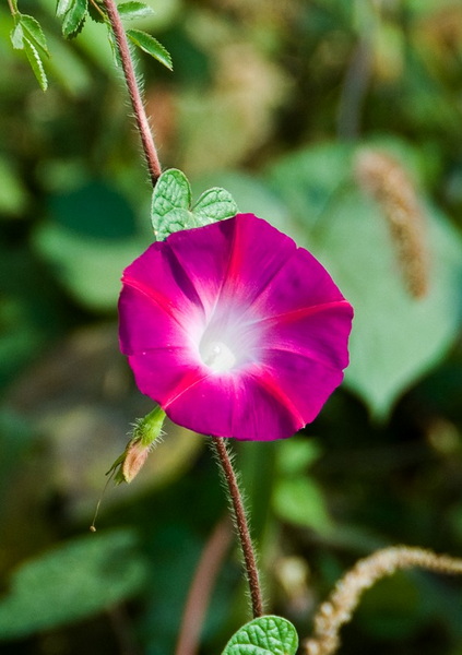 DSC_1344a.jpg