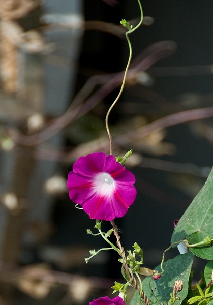 DSC_1349a.jpg