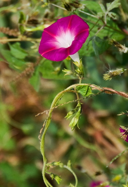 DSC_1361a.jpg