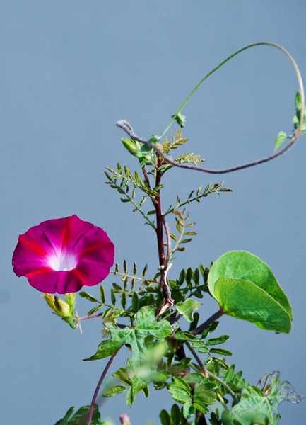 DSC_1375a.jpg