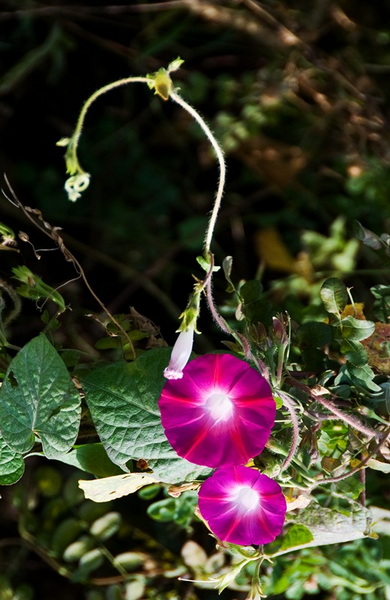 DSC_1389a.jpg