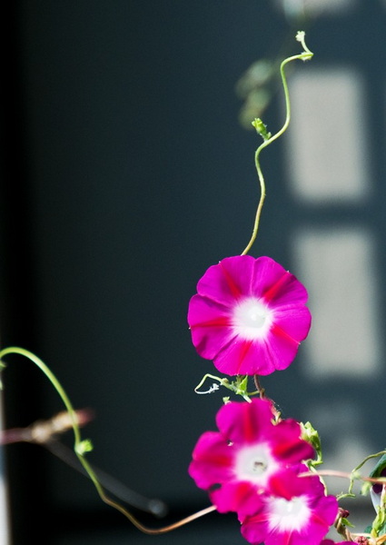 DSC_1405a.jpg