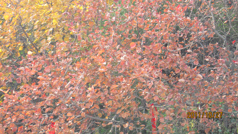 IMG_0815_副本.jpg