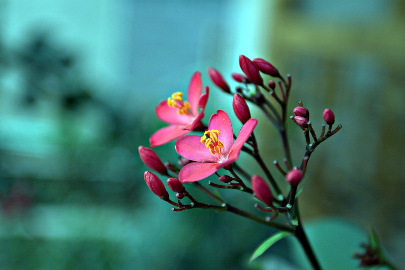 IMG_1151.CR2_conew1.jpg