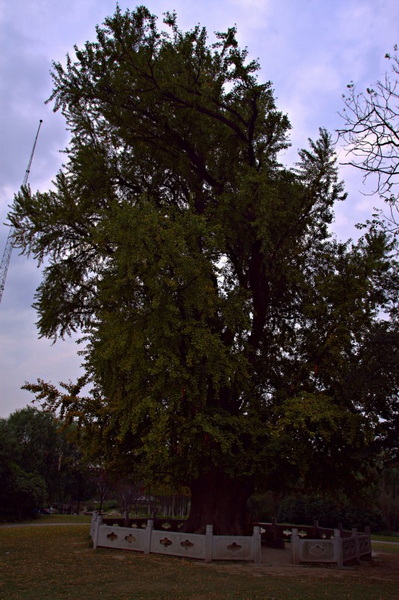 IMG_1998.CR2_conew1.jpg