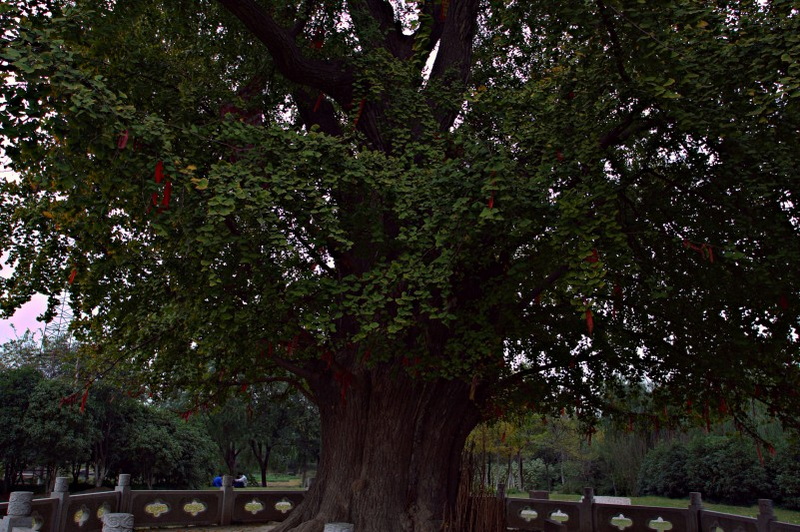 IMG_2005.CR2_conew1.jpg