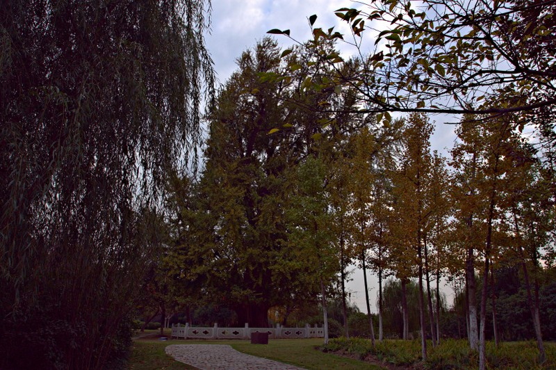 IMG_2019.CR2_conew1.jpg