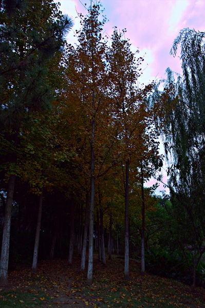IMG_2025.CR2_conew1.jpg