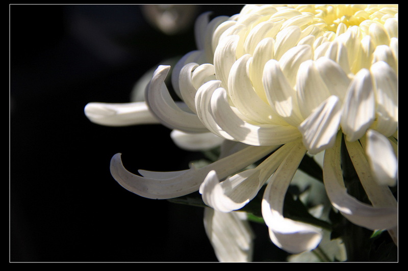 IMG_9866.JPG