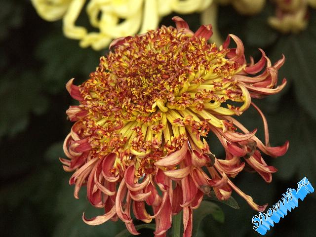 菊花