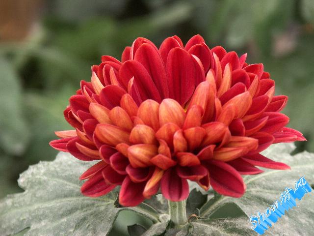 菊花