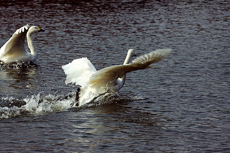 IMG_3844.jpg