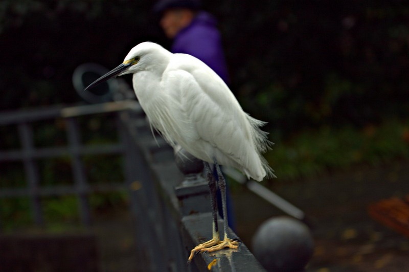 IMG_4350.CR2.jpg