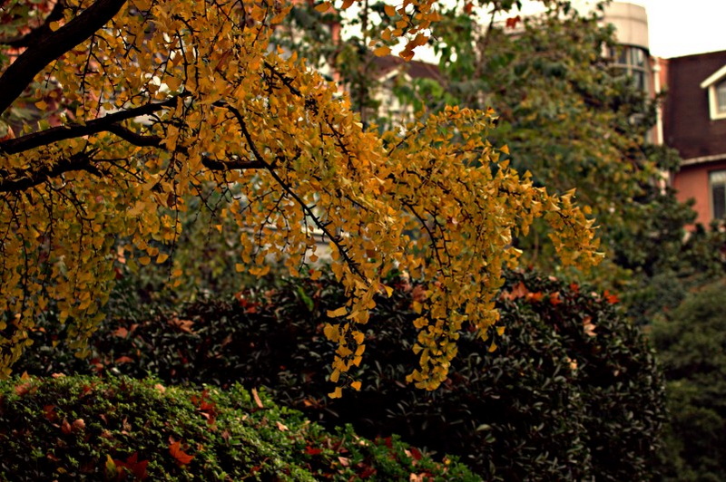 IMG_4419.CR2.jpg
