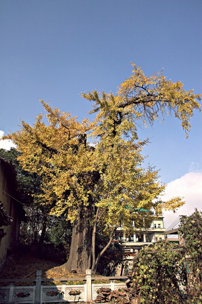 IMG_4454.CR2.jpg