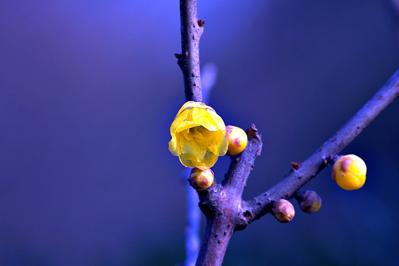 IMG_7148.CR2.jpg