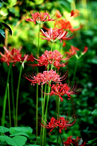 IMG_4243_conew1.jpg