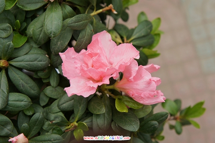 杜鹃花