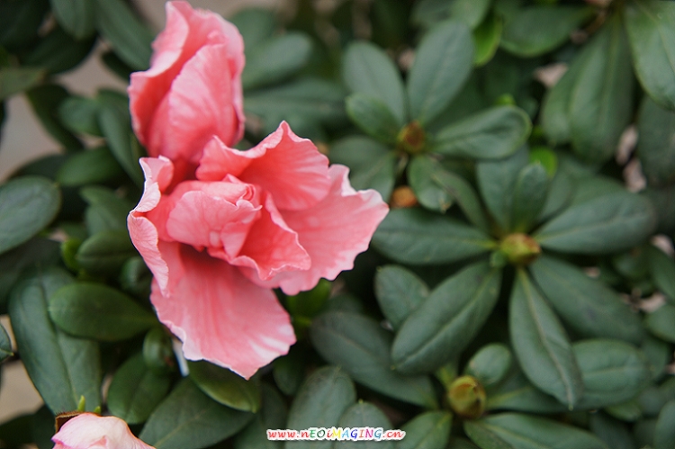 杜鹃花