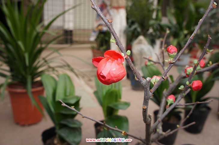 梅花
