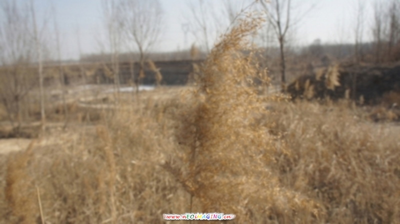 芦花DSC00349.JPG