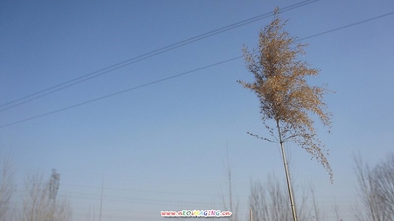 芦花DSC00350.JPG