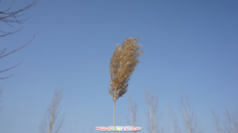 芦花DSC00378.JPG
