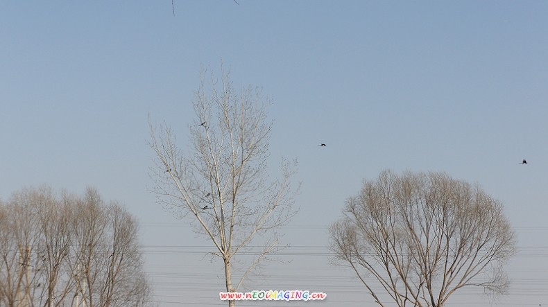 喜鹊 DSC00360.JPG