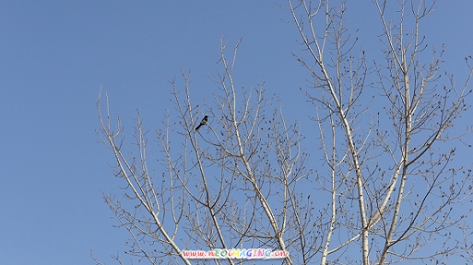 喜鹊DSC00370.JPG