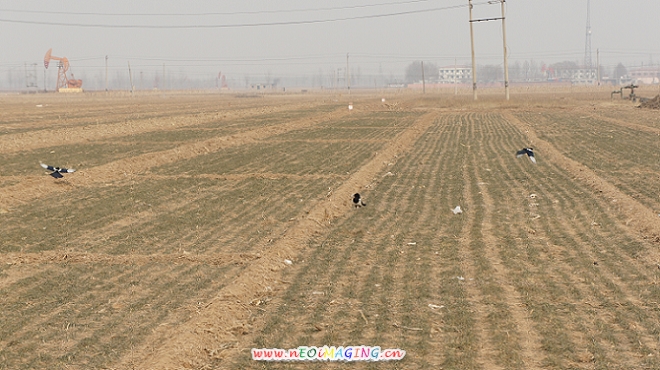 喜鹊DSC00429.JPG