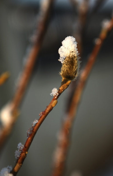 春雪2