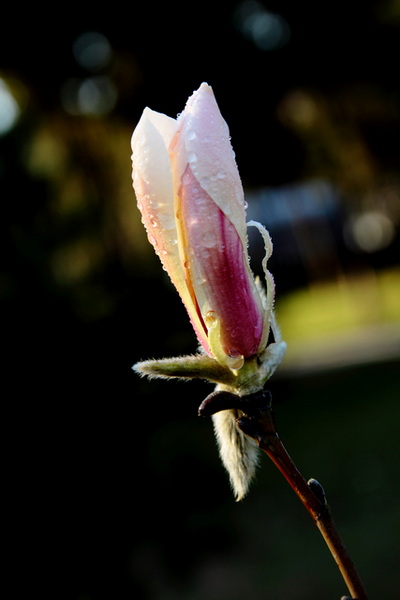 IMG_0380缩.jpg