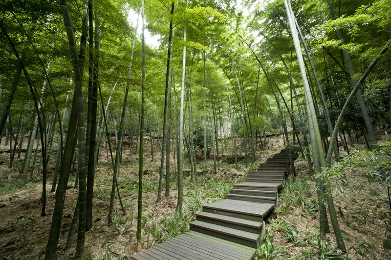 缙云山竹海
