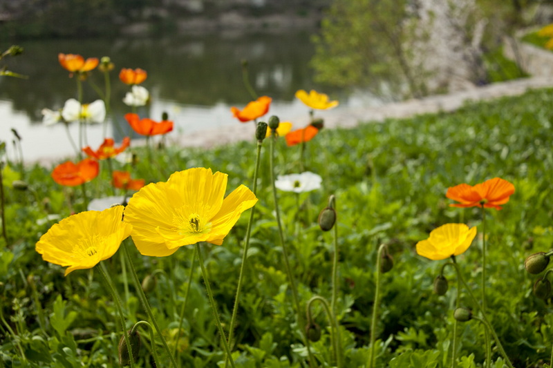 路边小花