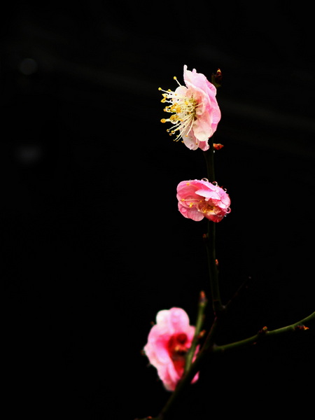 IMG_0050缩.jpg