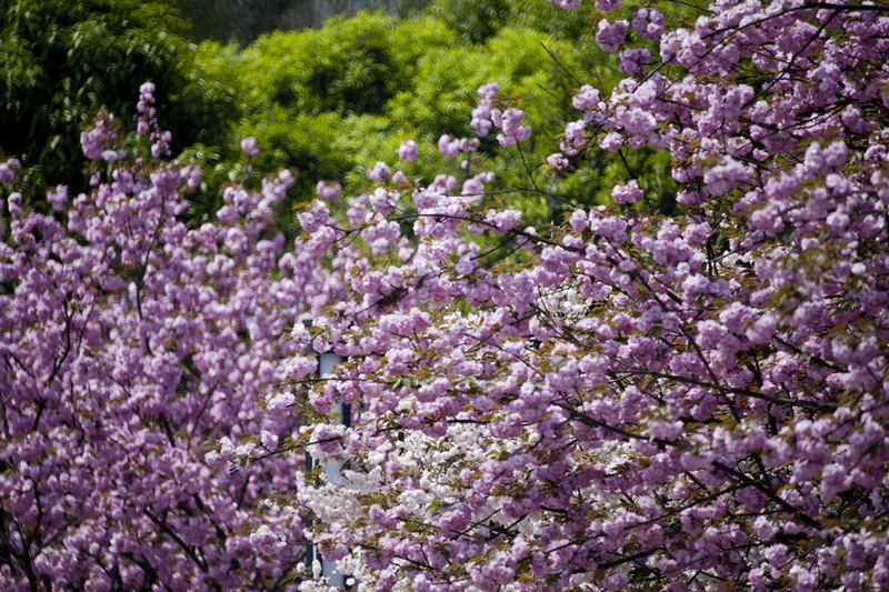 _MG_3722副本71.jpg