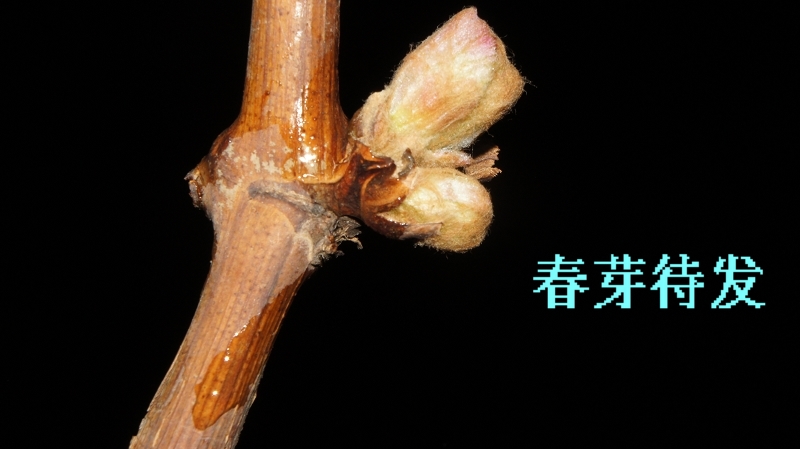 春芽待发