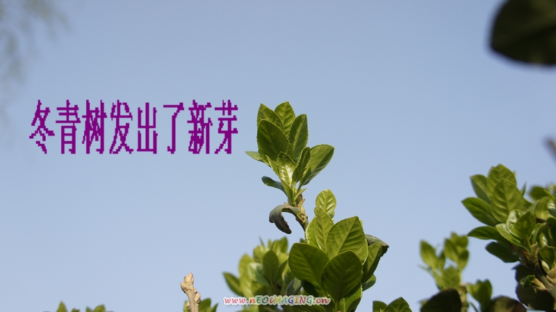 冬青树的新叶
