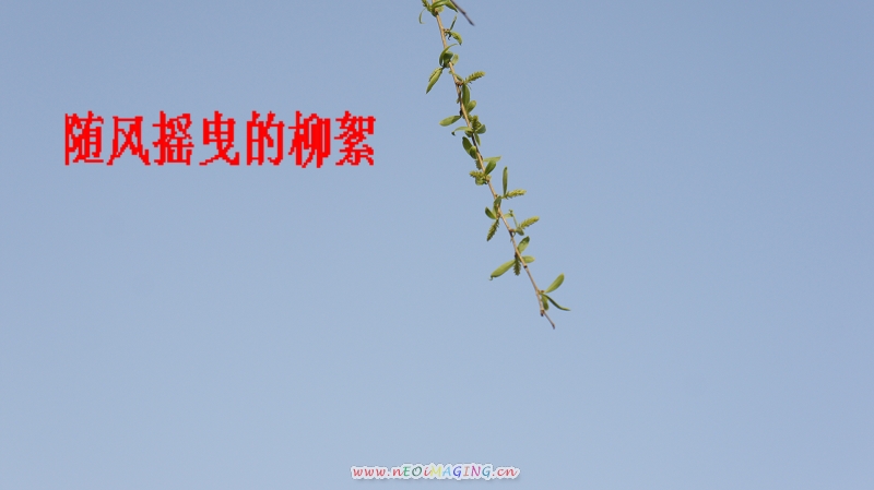 柳絮