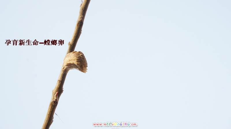 孕育新生命