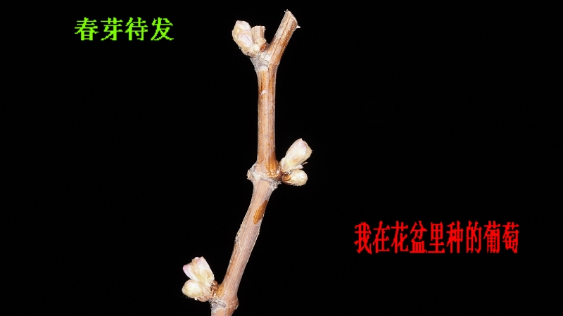 春芽待发