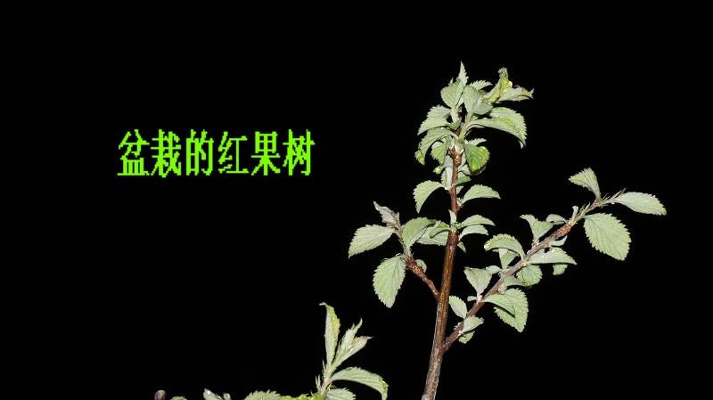 我种的红果树