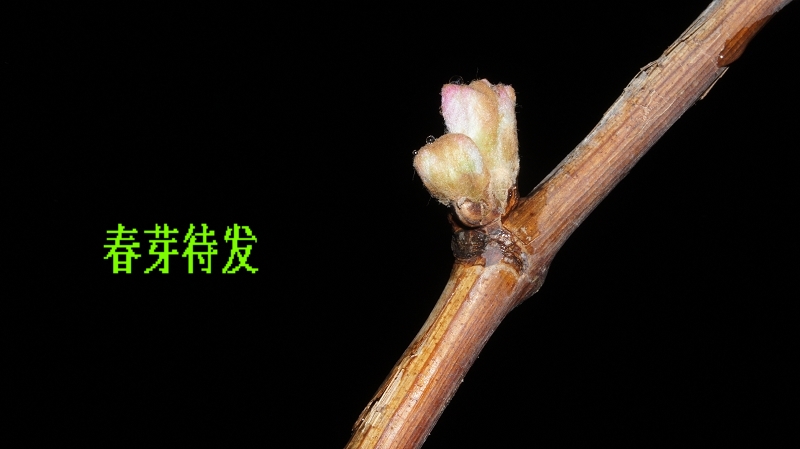 春芽待发