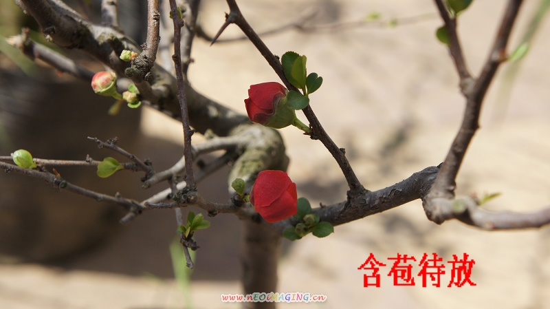 梅花1.jpg