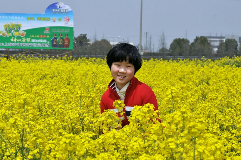 黄花丛中一点红